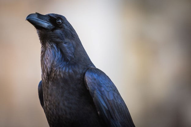 The Morrigan is often depicted as a Crow or Raven in Irish Mythology