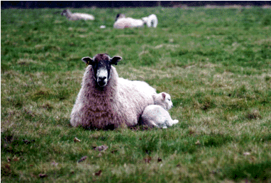 Celebrating Imbolc