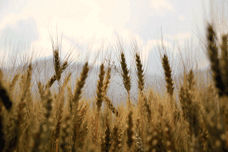 Celebrate Lammas: Traditions of the First Harvest