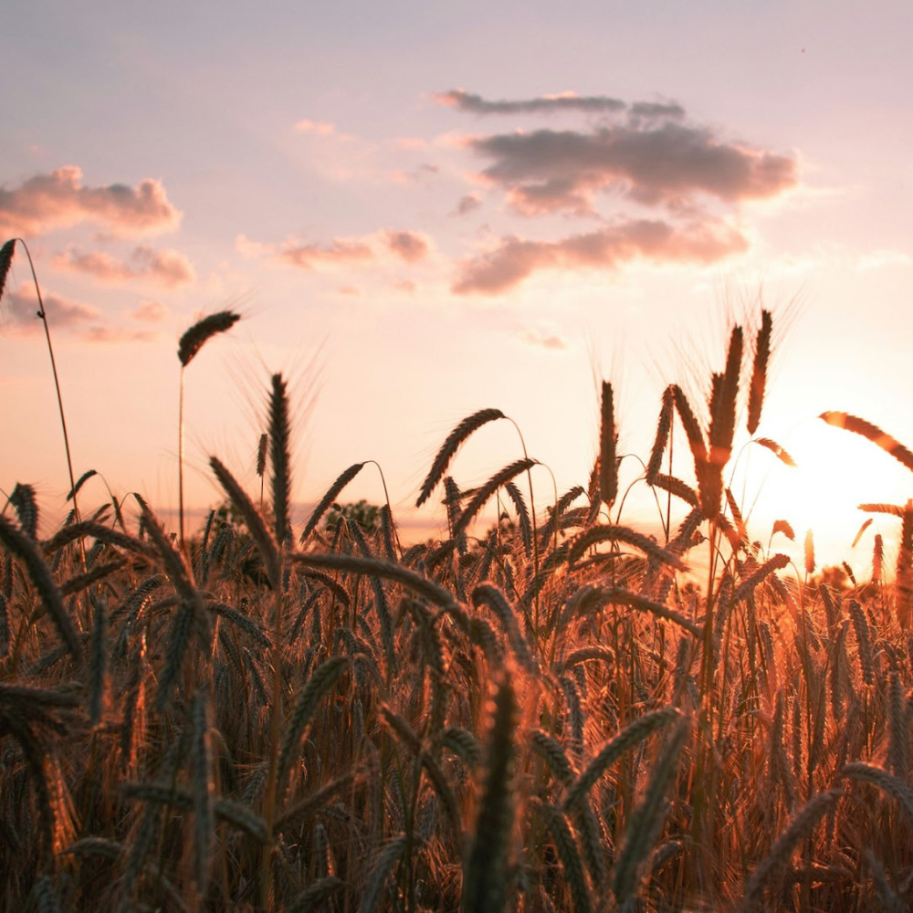 Cultivating Abundance this Harvest Season