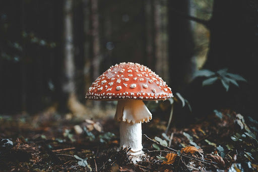 Mingling with the Fae