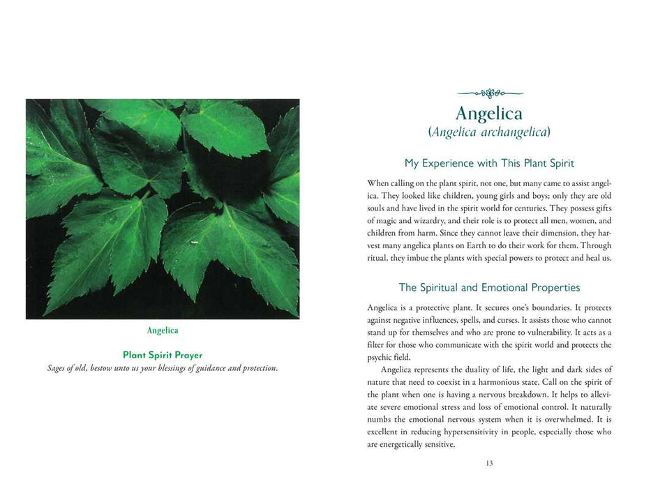 Divine Nature of Plants by Laura Aversano: Paperback