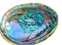 Abalone Shell - 6 to 7" Long