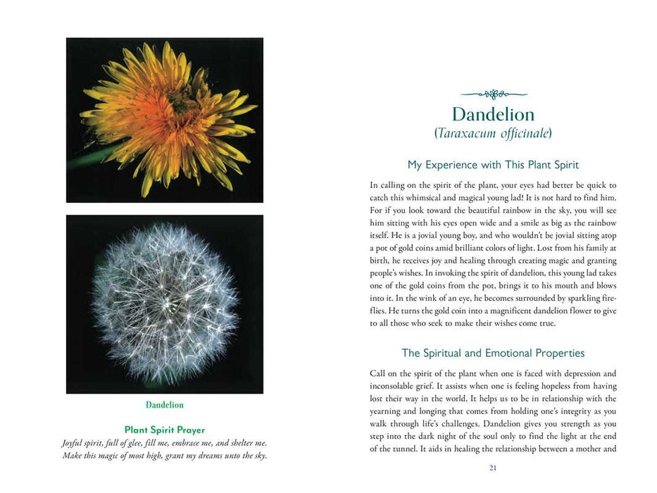 Divine Nature of Plants by Laura Aversano: Paperback