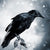 Crows and Ravens by Rick de Yampert (Author), H. Byron Ballard (Foreword)