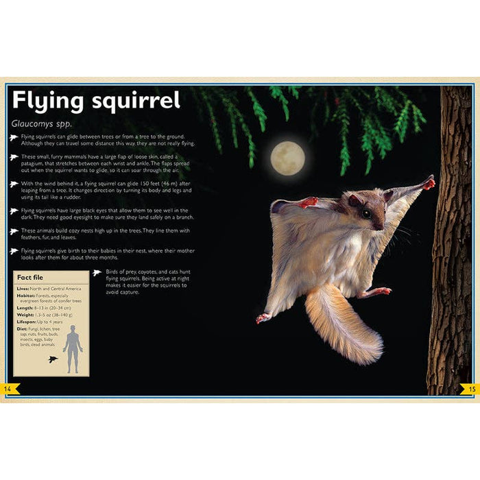The Magnificent Book of Night Creatures