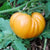 Dr. Wyche's Yellow Tomato Tarot Garden + Gift Seed Packet
