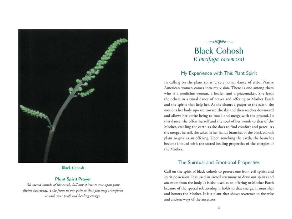 Divine Nature of Plants by Laura Aversano: Paperback