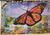 Florrie F Greeting Cards Monarch