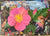 Florrie F Greeting Cards Carolina Wild Rose