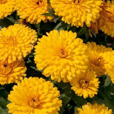 Calendula