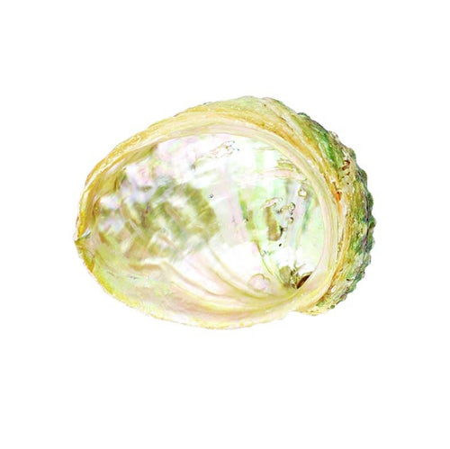 Threaded Abalone Shell 4-5 in.