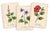 The Herbal Tea Magic for the Modern Witch Oracle Deck