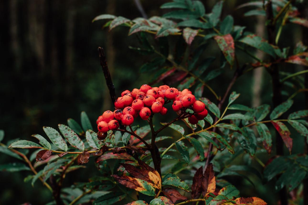 Rowan Berry