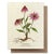 Echinacea Plantable Wildflower Seed Card