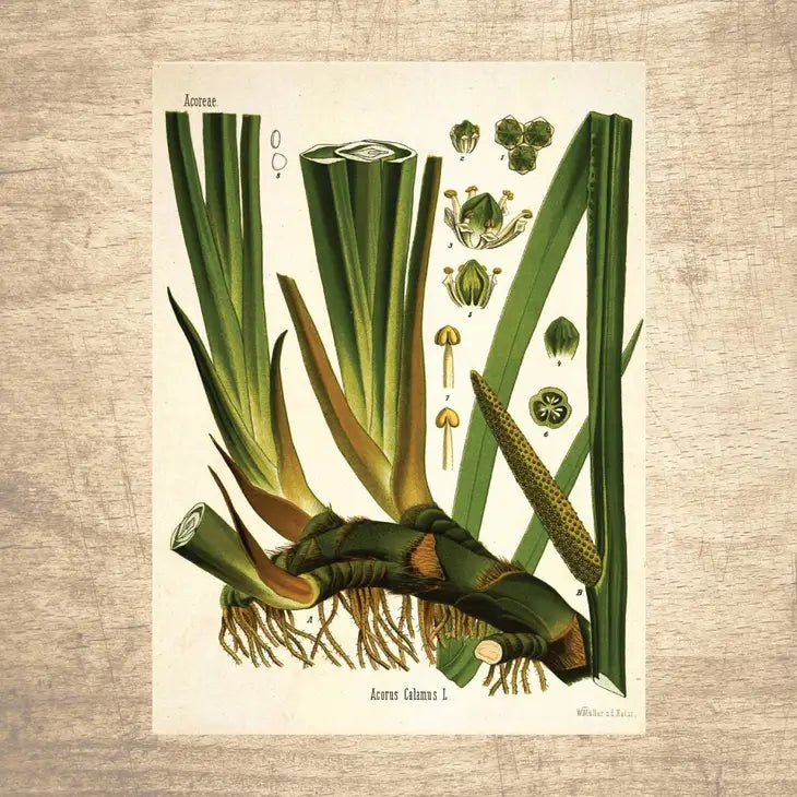Botanical Illustrations 8x10