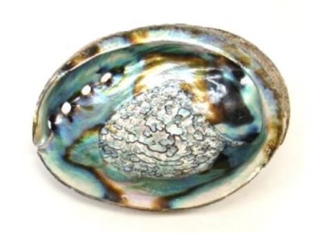 Abalone Shell 3-4" Long