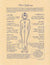 Poster Chakras